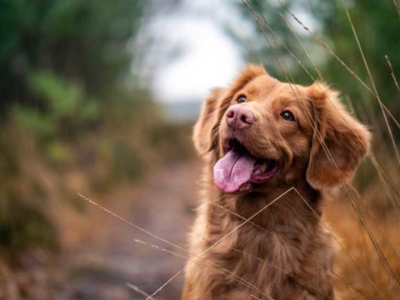 Les crottes de mon chien sont-elles réellement biodégradables ?
