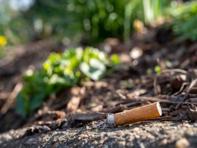 Sensibilisation Pollution Mégots Cigarettes Jetés par Terre