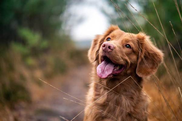 Les crottes de mon chien sont-elles réellement biodégradables ?