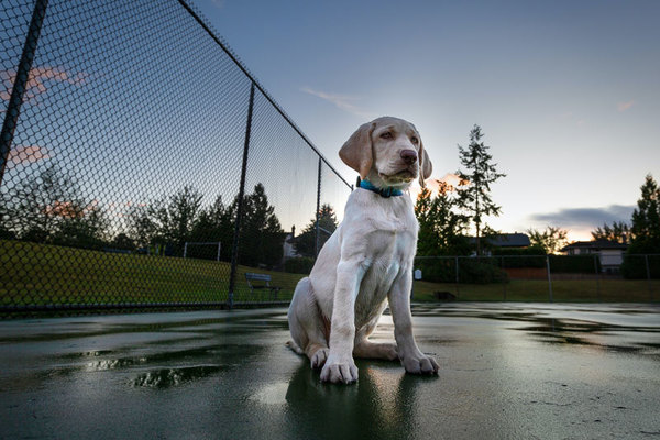 Canisette pour Chiens: Mauvaise Solution pour les Déjections Canines