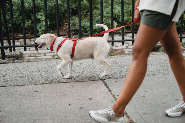 Déjections canines : quelles solutions pour une ville plus propre ?